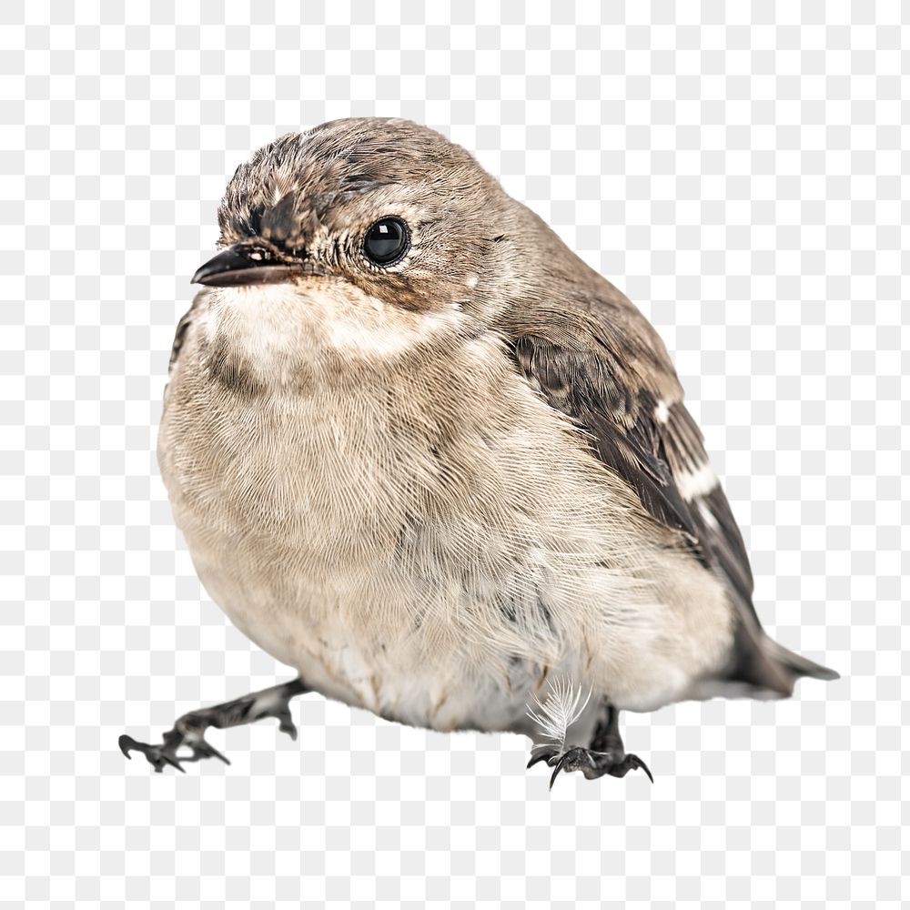 Chickadee bird png, transparent background