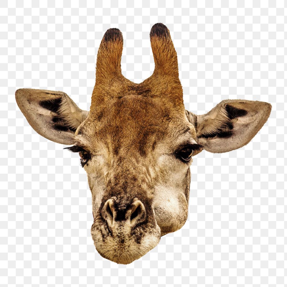 Giraffe portrait png sticker, transparent background