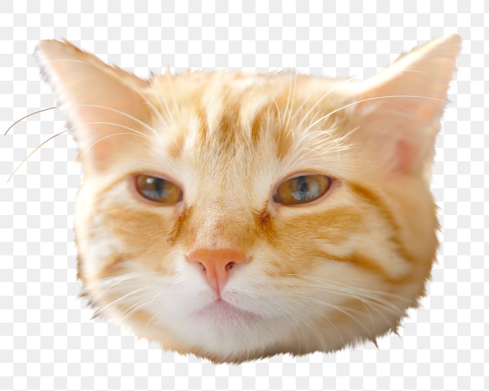 Cat head png pet sticker, transparent background