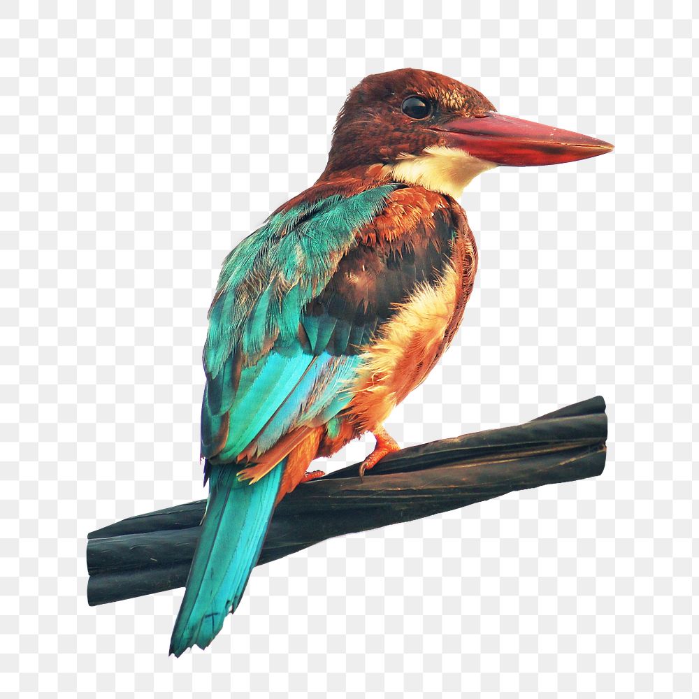 White-throated kingfisher bird png, transparent background