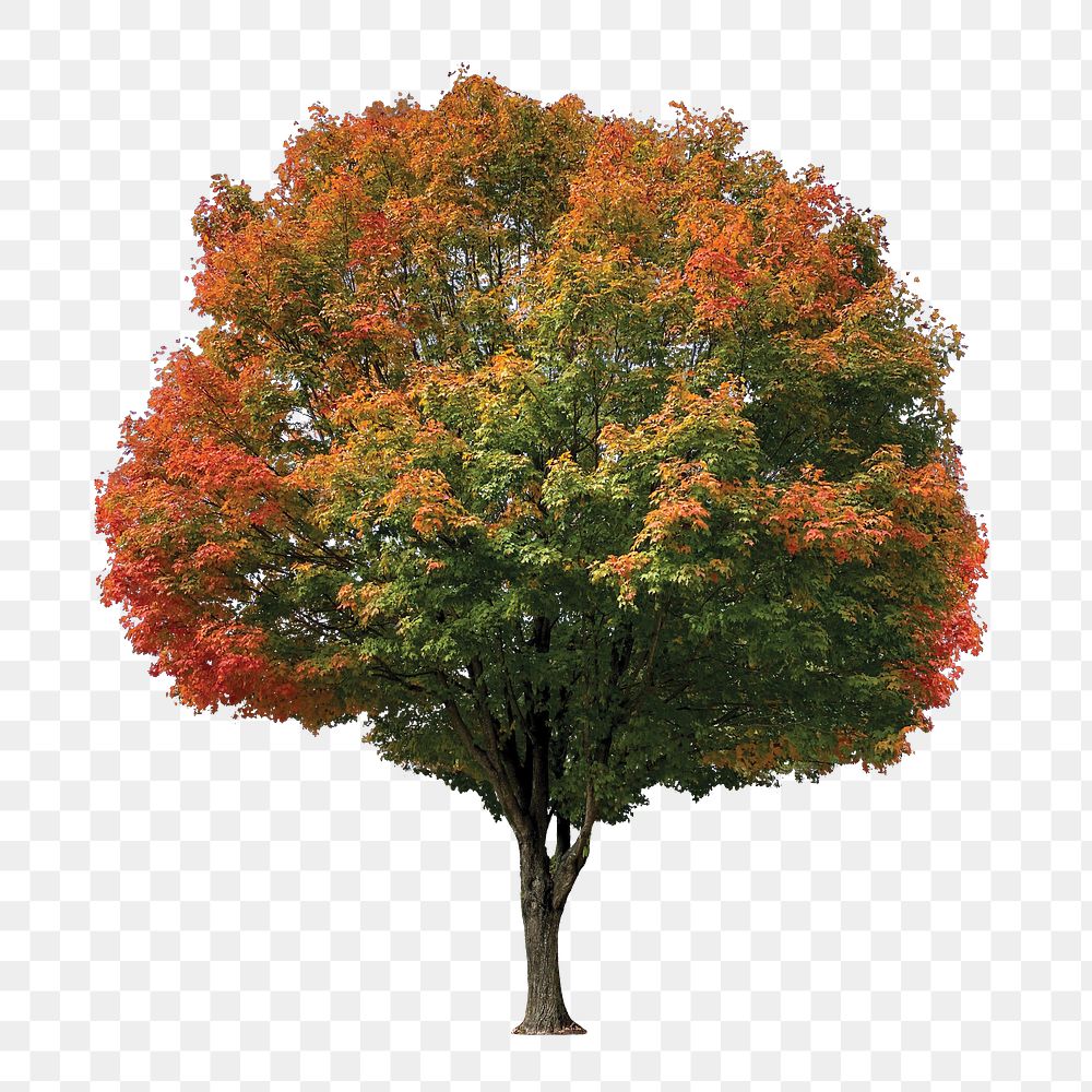 Autumn tree png, transparent background