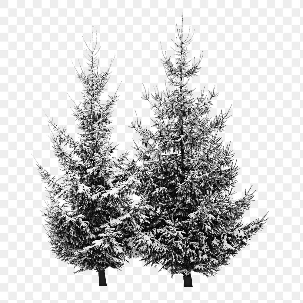 Png snow winter pine tree, isolated object, transparent background