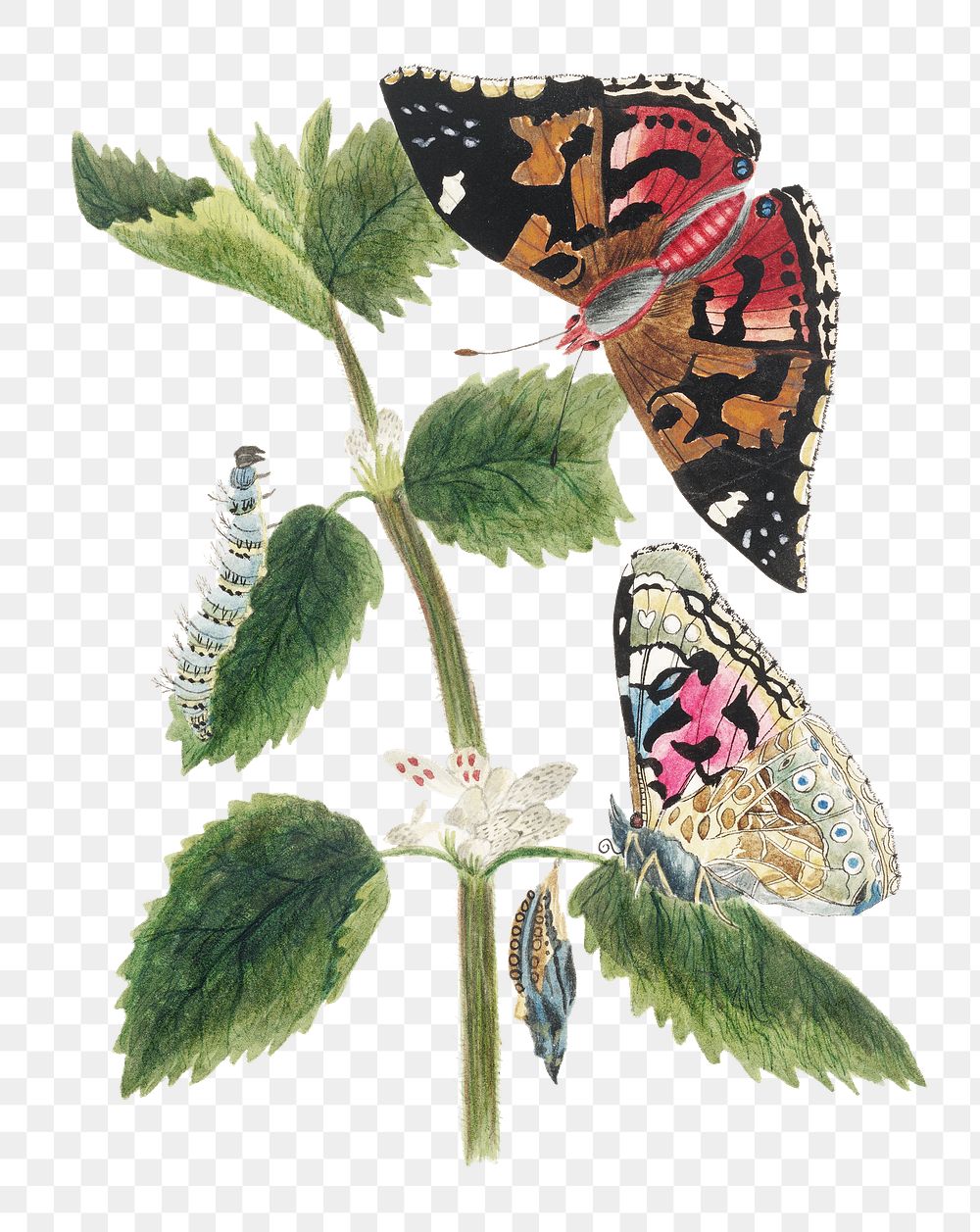 Butterfly on branch png sticker, vintage illustration, transparent background