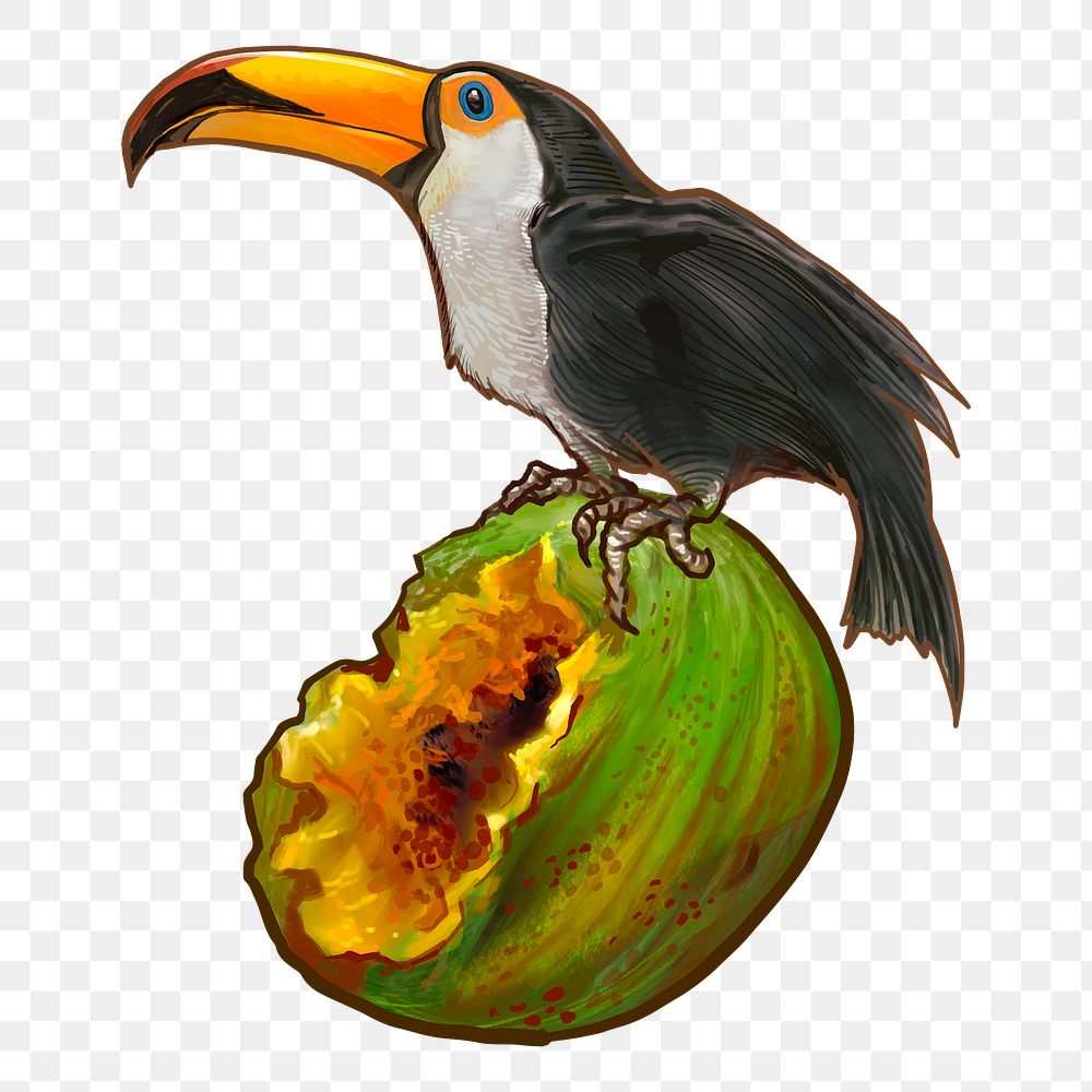 Hornbill bird png illustration, transparent background