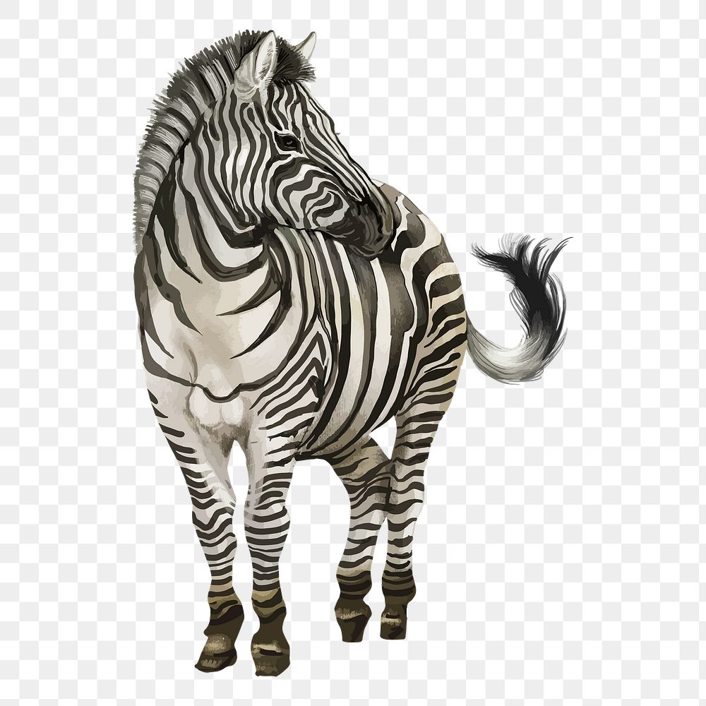 Zebra png illustration, transparent background