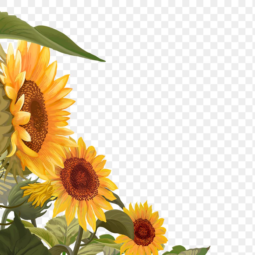 Sunflower png border, transparent background