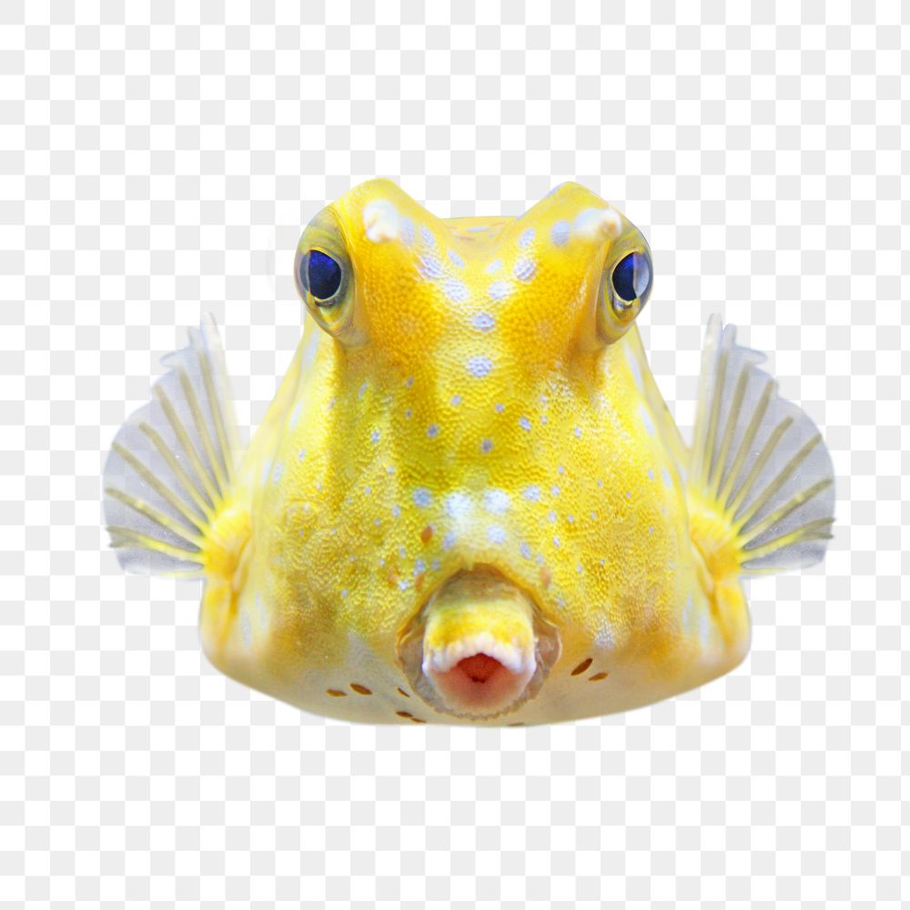 Yellow longhorn cowfish png, transparent background