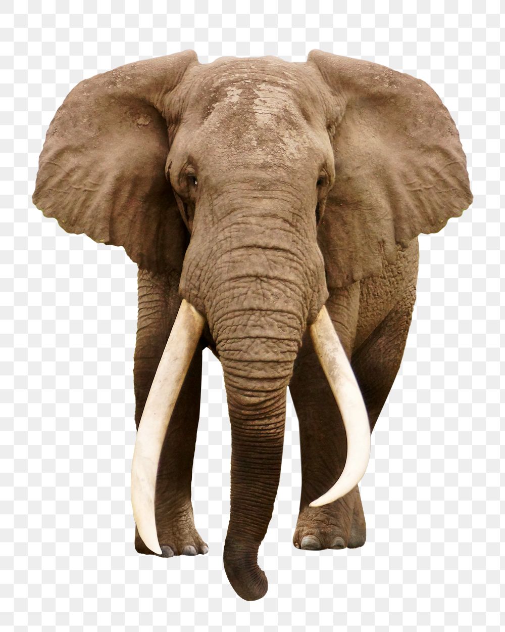 African elephant png animal, transparent background