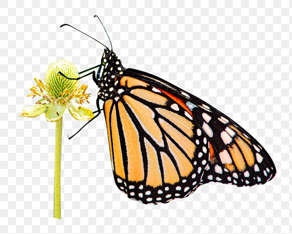 PNG Monarch butterfly on thimbleweed, collage element, transparent background