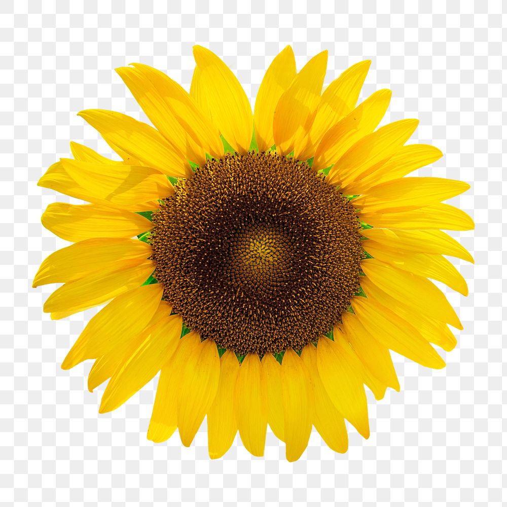 Sunflower png, transparent background