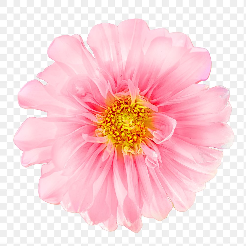 Pink dahlia flower png, transparent background