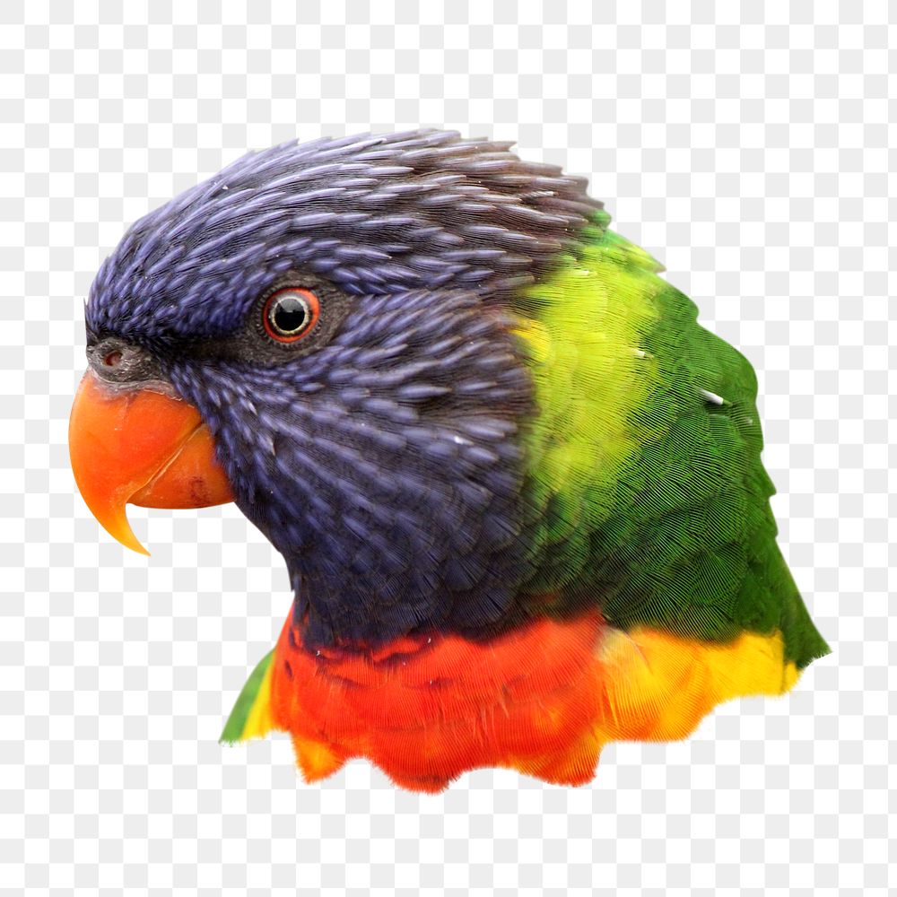 PNG Rainbow Lorikeet bird, collage element, transparent background