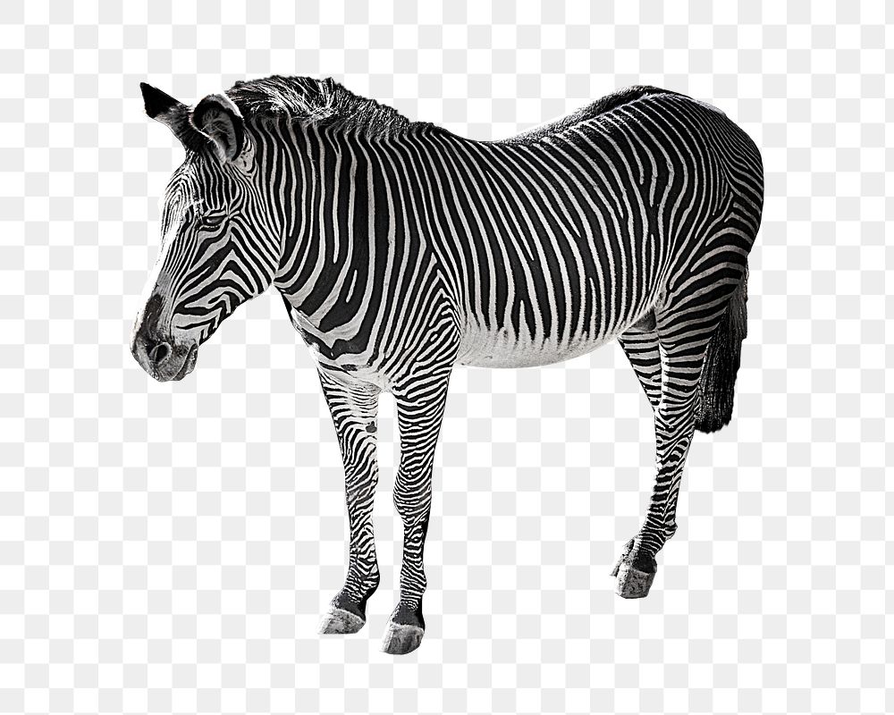 PNG Zebra, collage element, transparent background