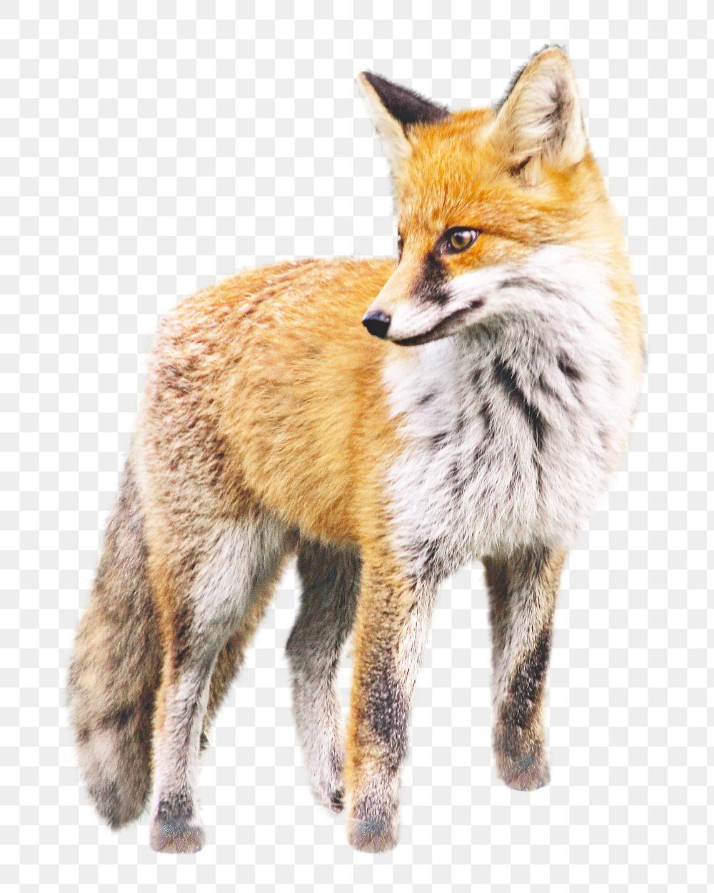 Brown fox png, design element, transparent background
