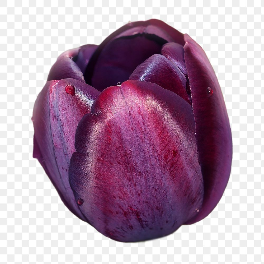 PNG Purple tulip , collage element, transparent background