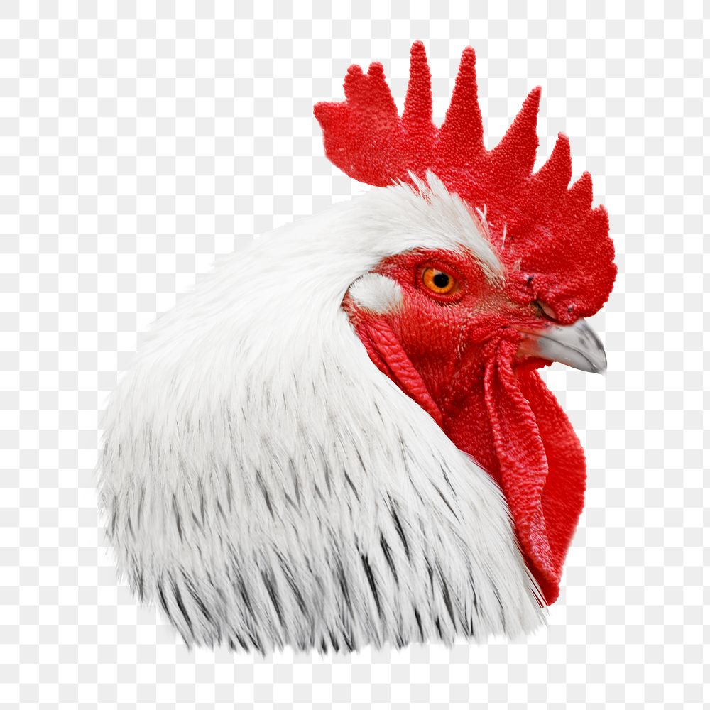 Rooster chicken png animal, transparent background