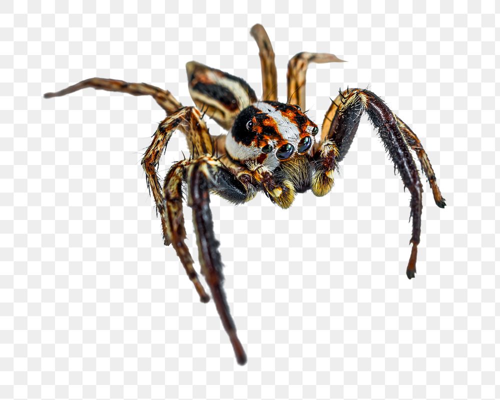 PNG Spider, collage element, transparent background