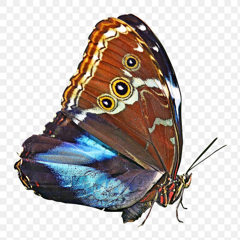PNG butterfly, collage element, transparent background