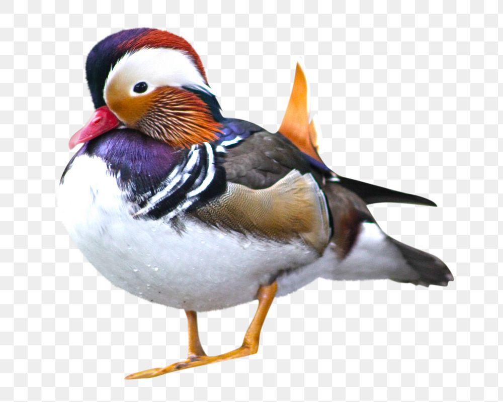 PNG Mandarin duck, collage element, transparent background