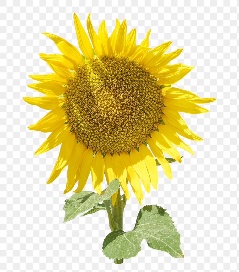 PNG sunflower, collage element, transparent background