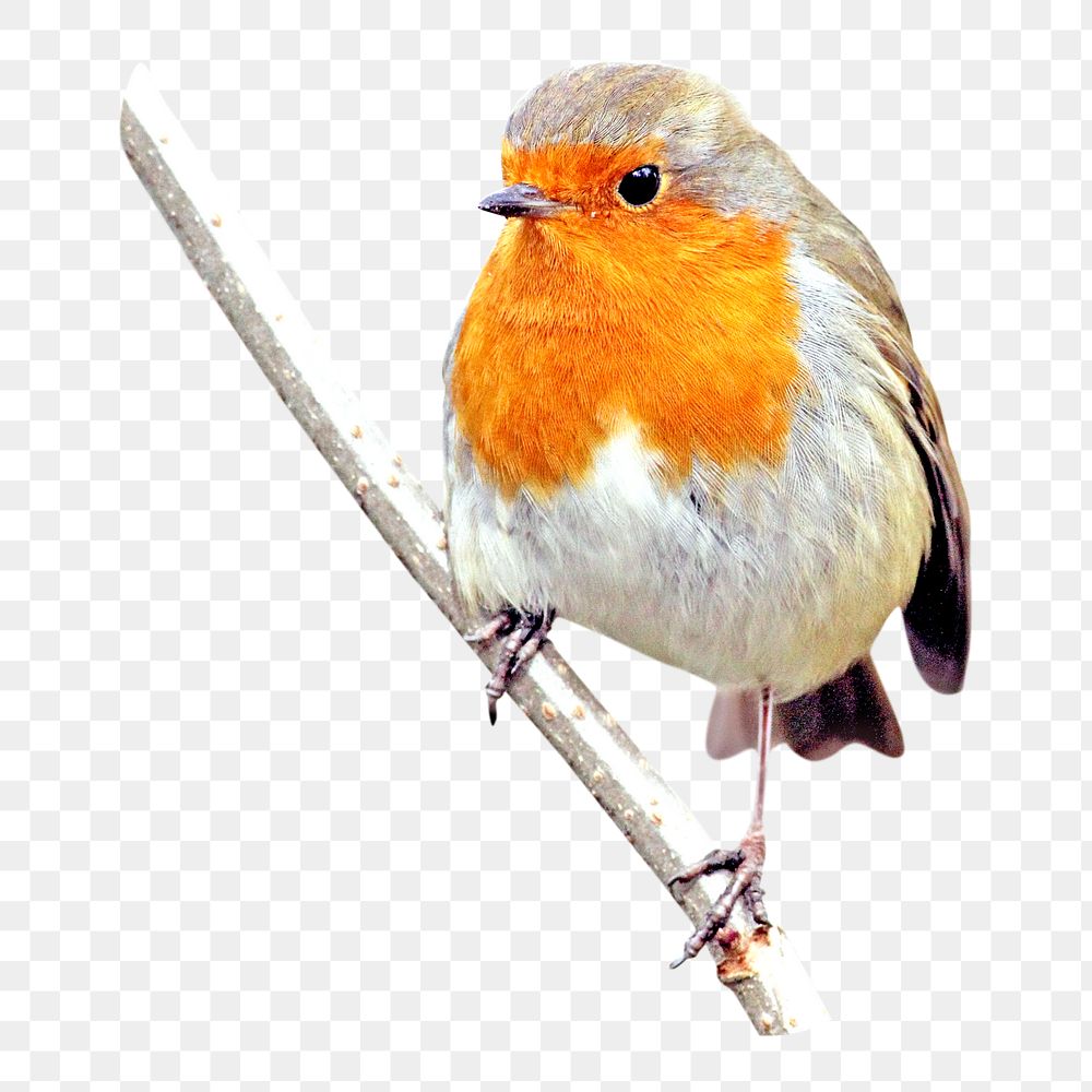 Robin bird png, transparent background