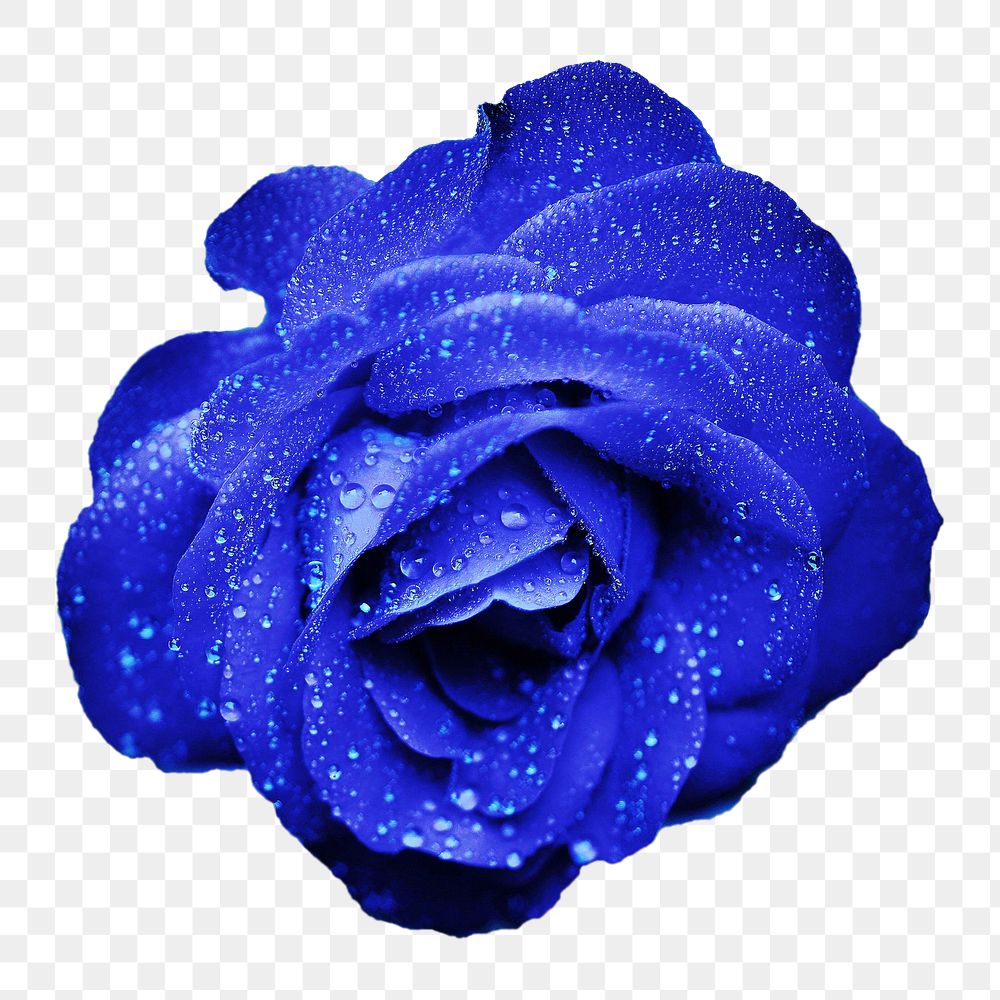 Blue rose png collage element, transparent background