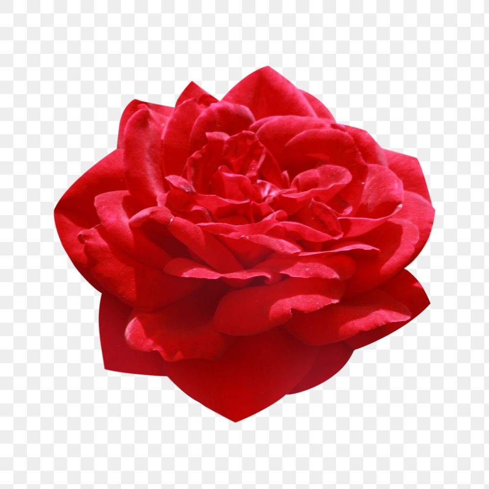 Png red rose element, transparent background