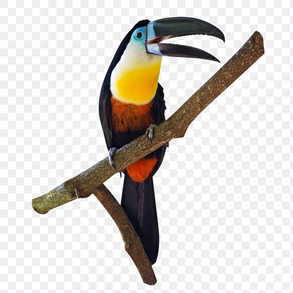 PNG Toucan bird , collage element, transparent background