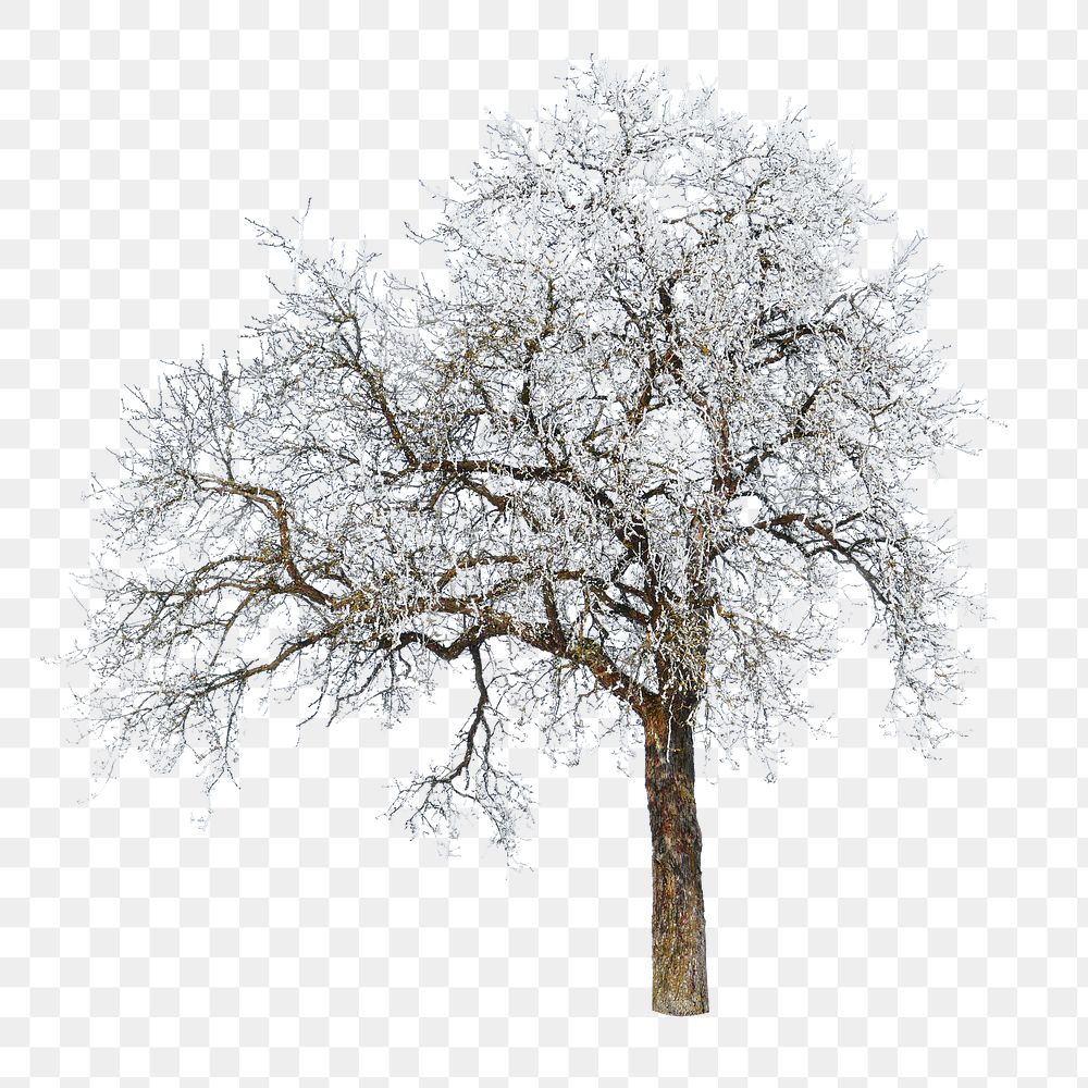 PNG Winter tree, collage element, transparent background