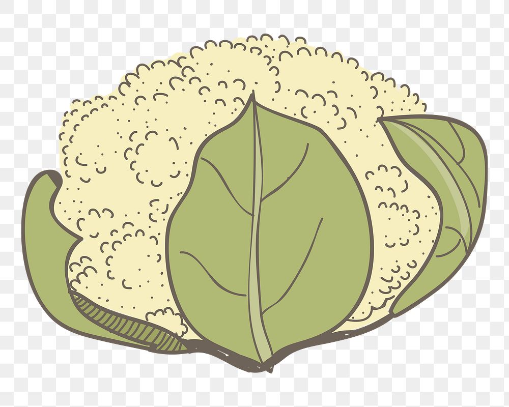 Cauliflower png vegetable sticker, transparent background