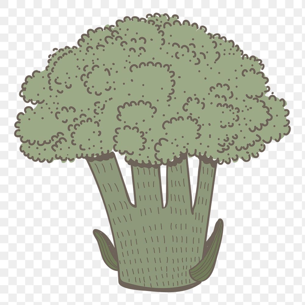 Broccoli png vegetable sticker, transparent background