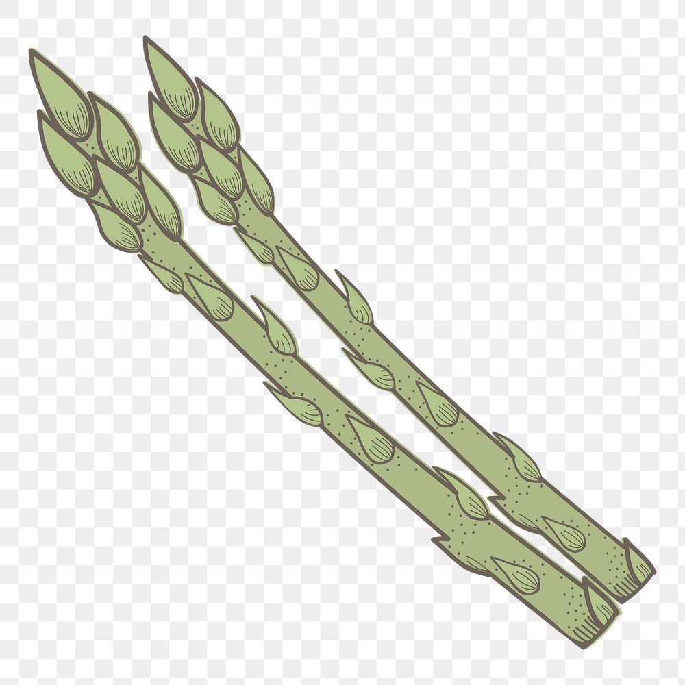 Asparagus png vegetable sticker, transparent background