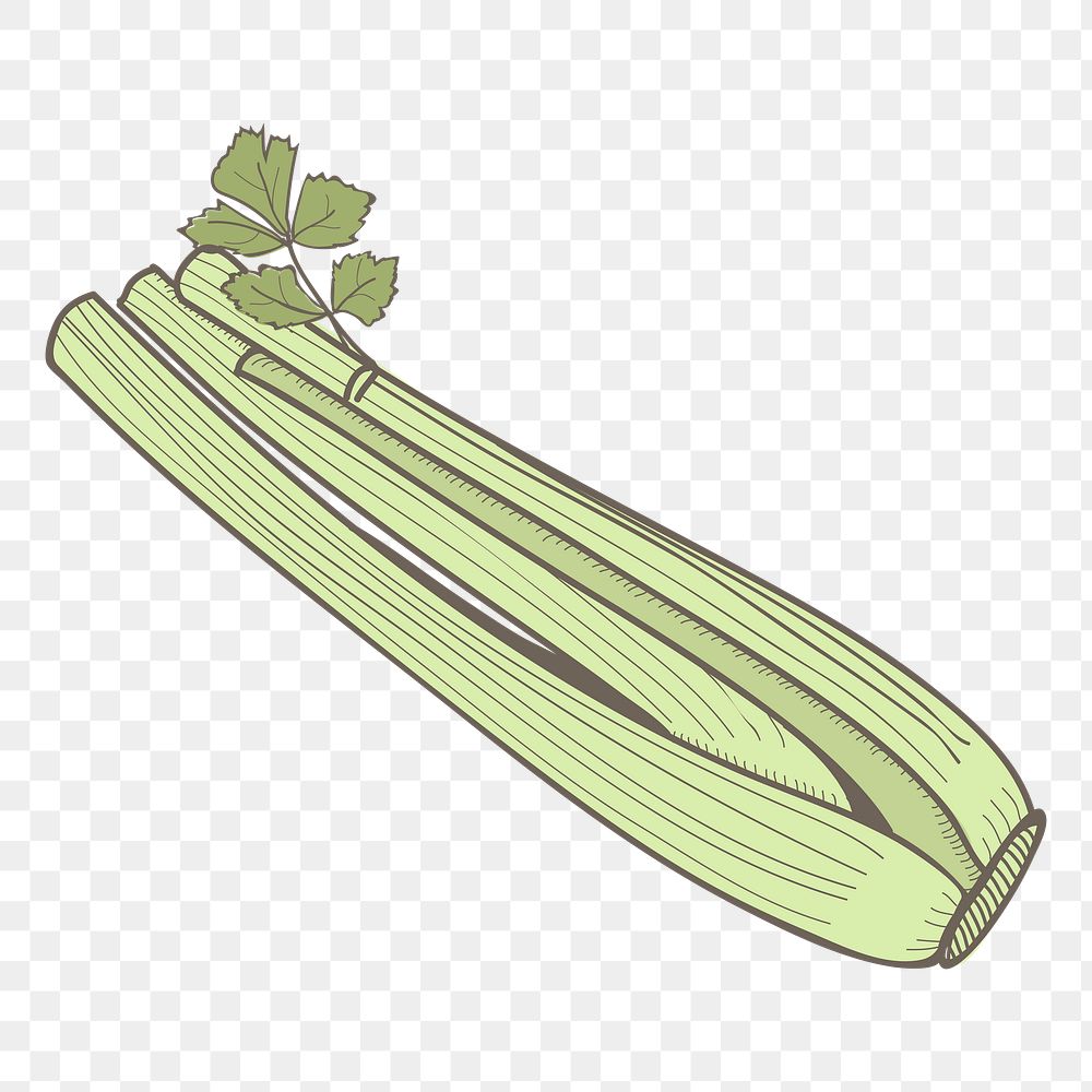 Celery png vegetable sticker, transparent background