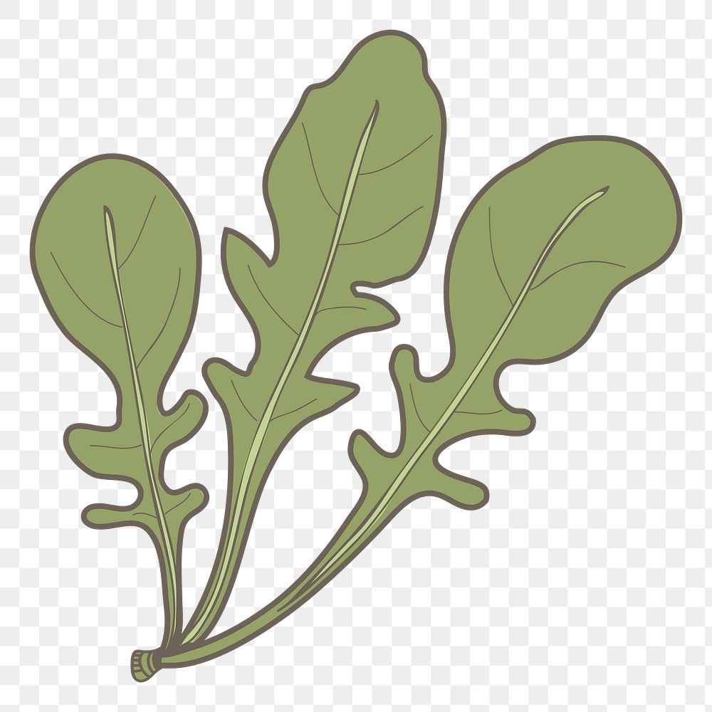 N arugula png vegetable sticker, transparent background