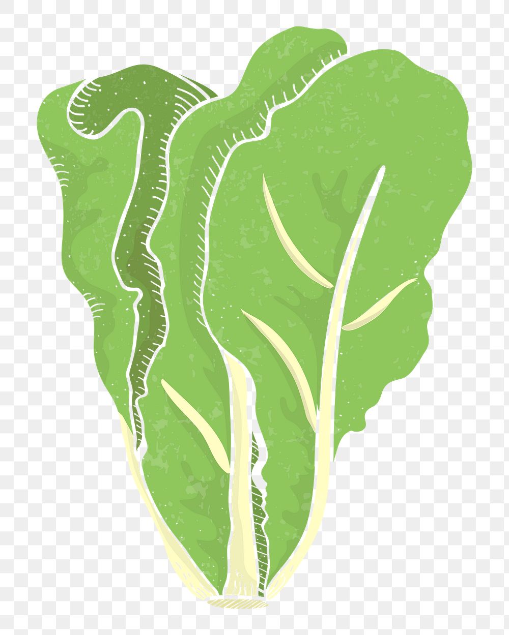 Lettuce png vegetable sticker, transparent background