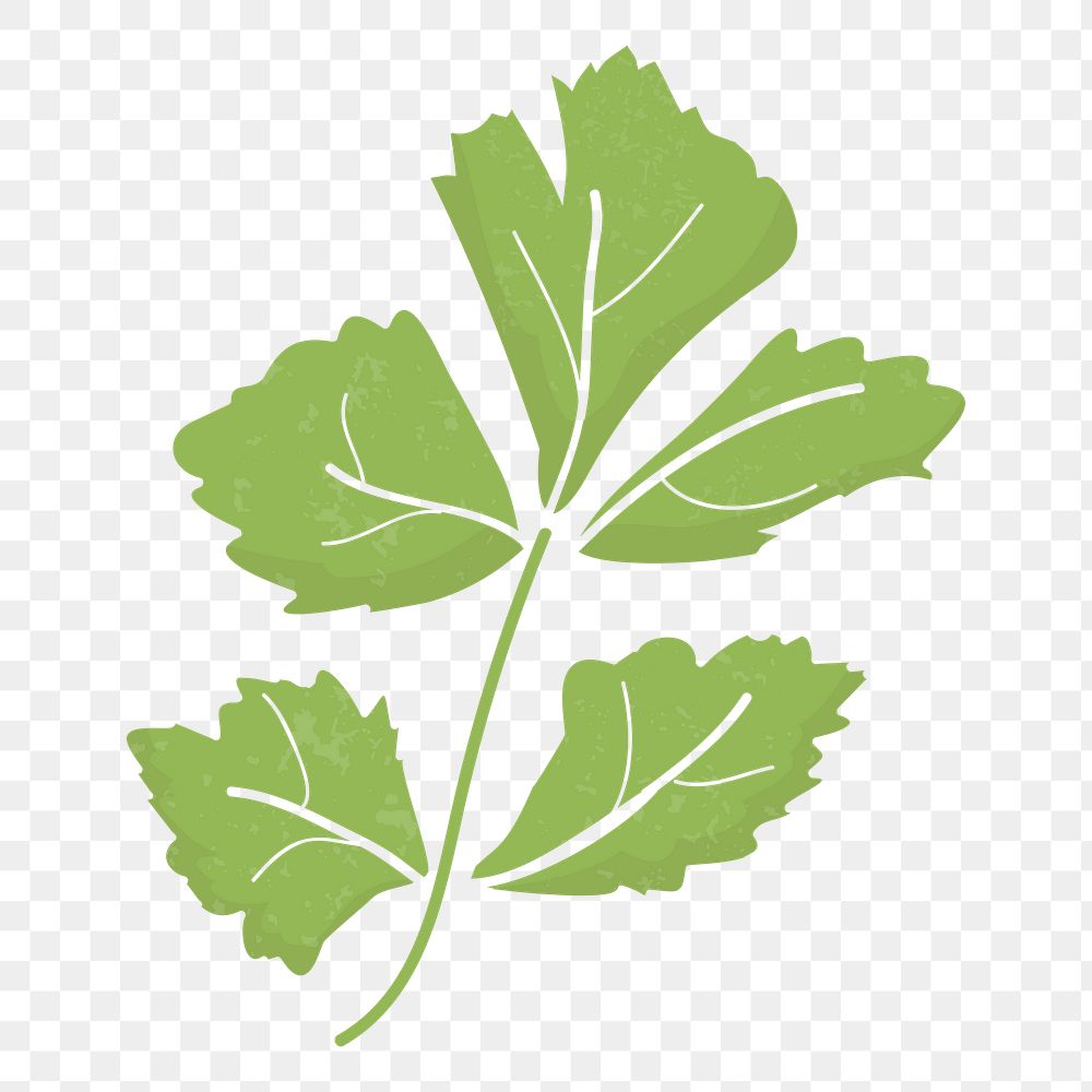 Leaf png vegetable sticker, transparent background