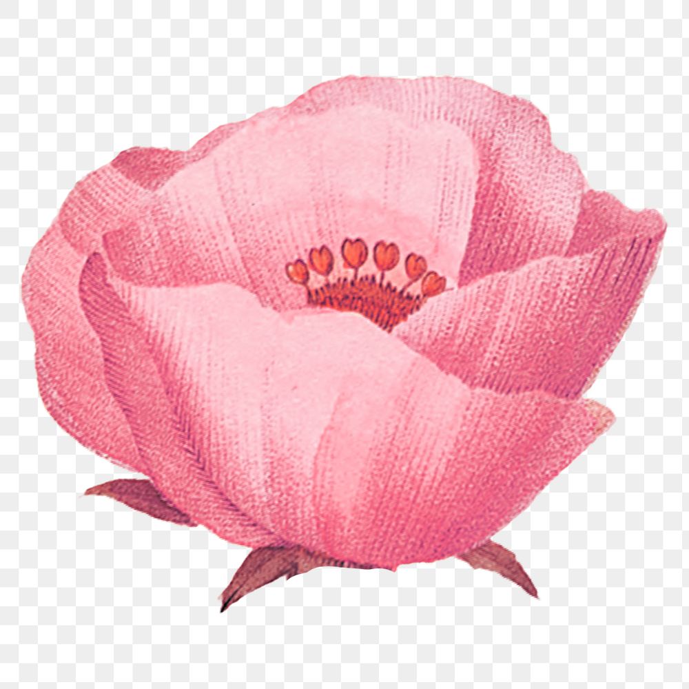 Pink poppy flower png element, transparent background