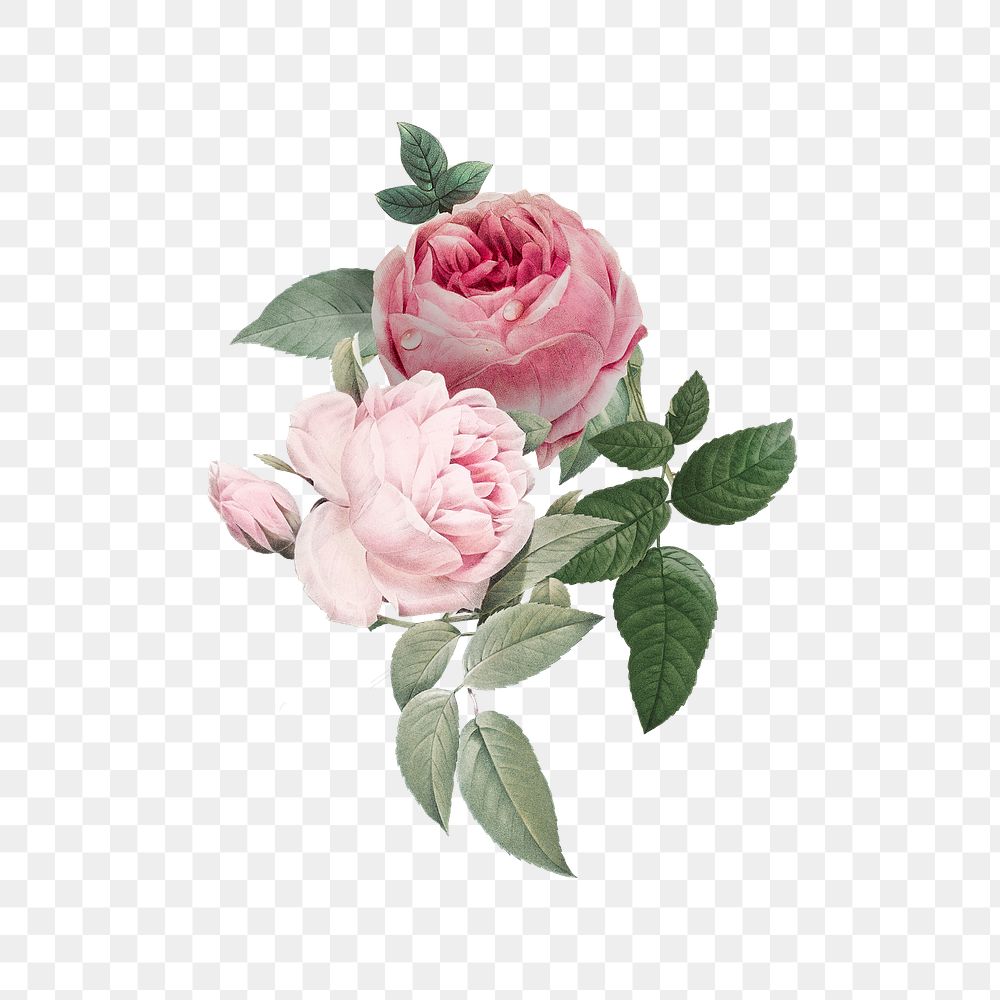 Wild rose flower png element, transparent background