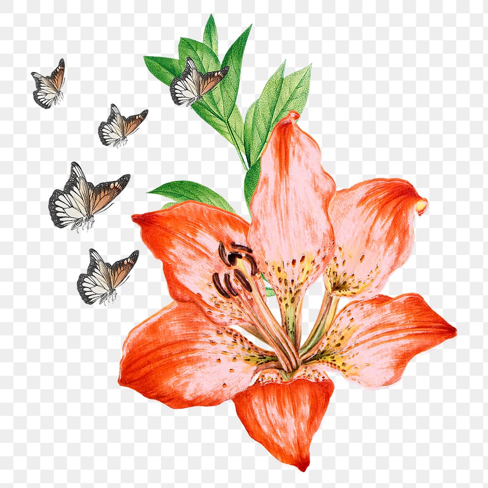 Lily flower butterflies png element, transparent background