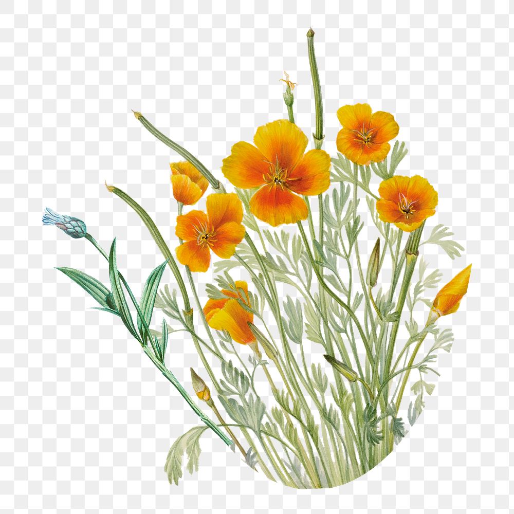 Autumn wildflower png element, transparent background