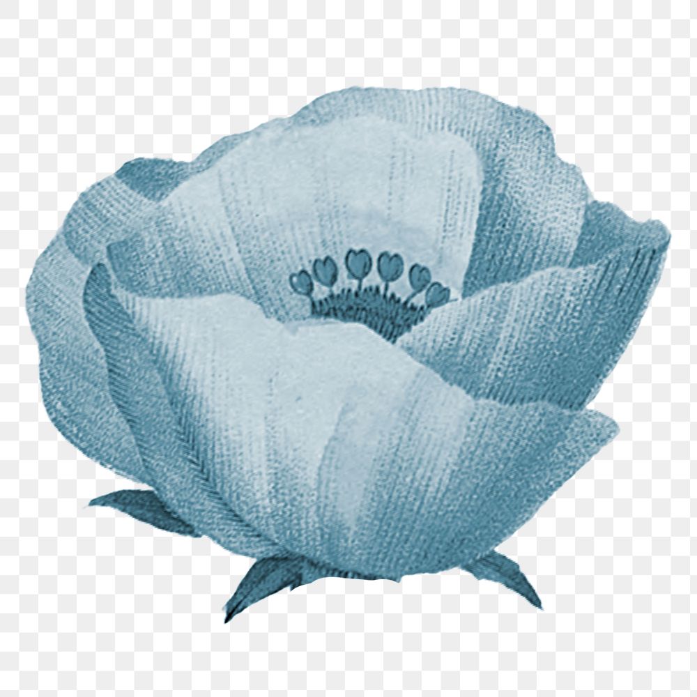 Blue poppy flower png element, transparent background