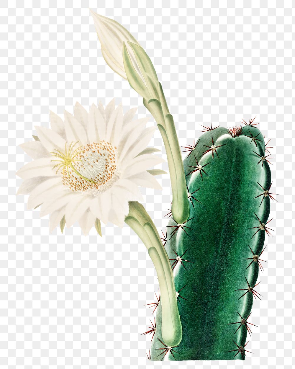 Blooming cactus png illustration element, transparent background