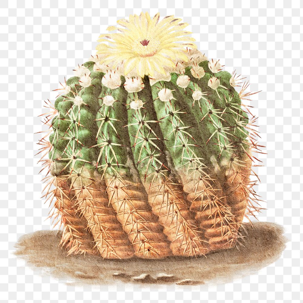 Cute watercolor cactus png illustration element, transparent background