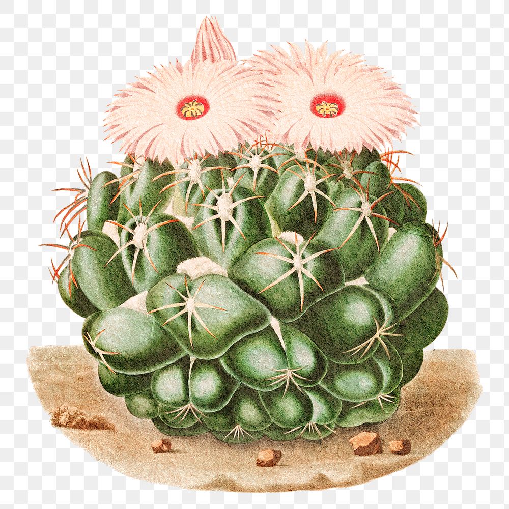 Pink blooming cactus png illustration element, transparent background