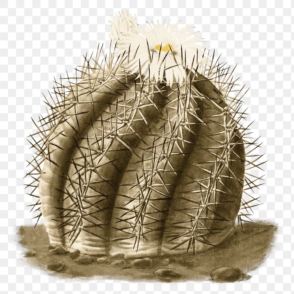Yellow watercolor cactus png illustration element, transparent background