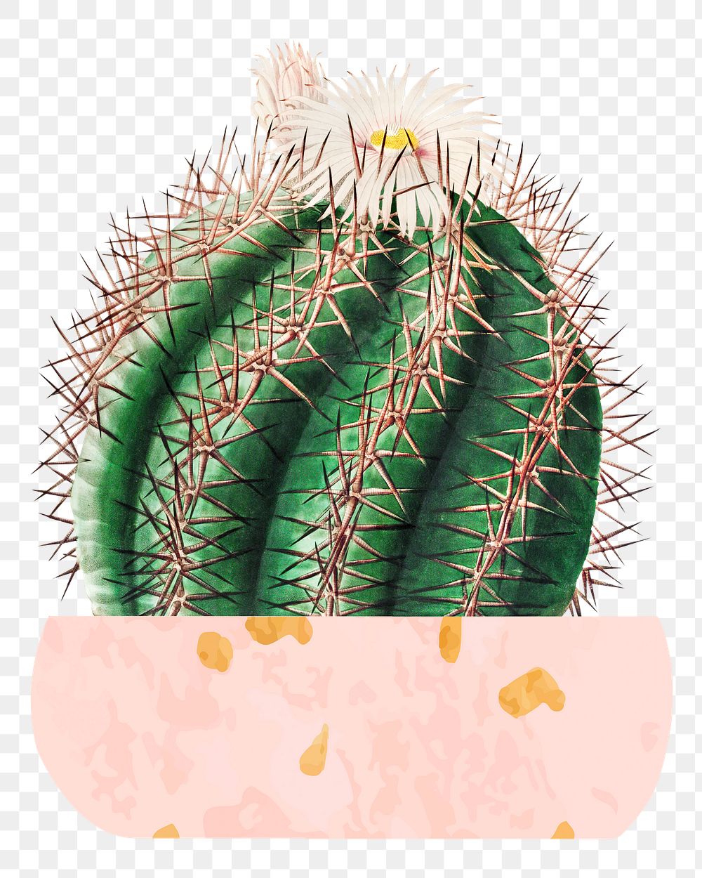 Cute potted watercolor cactus png illustration element, transparent background