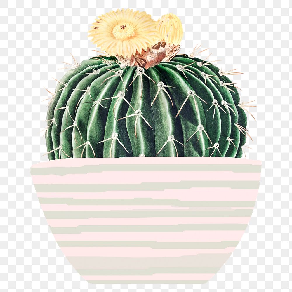 Cute potted watercolor cactus png illustration element, transparent background