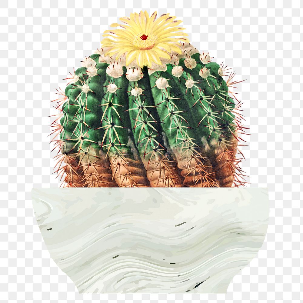 Yellow blooming cactus png illustration element, transparent background