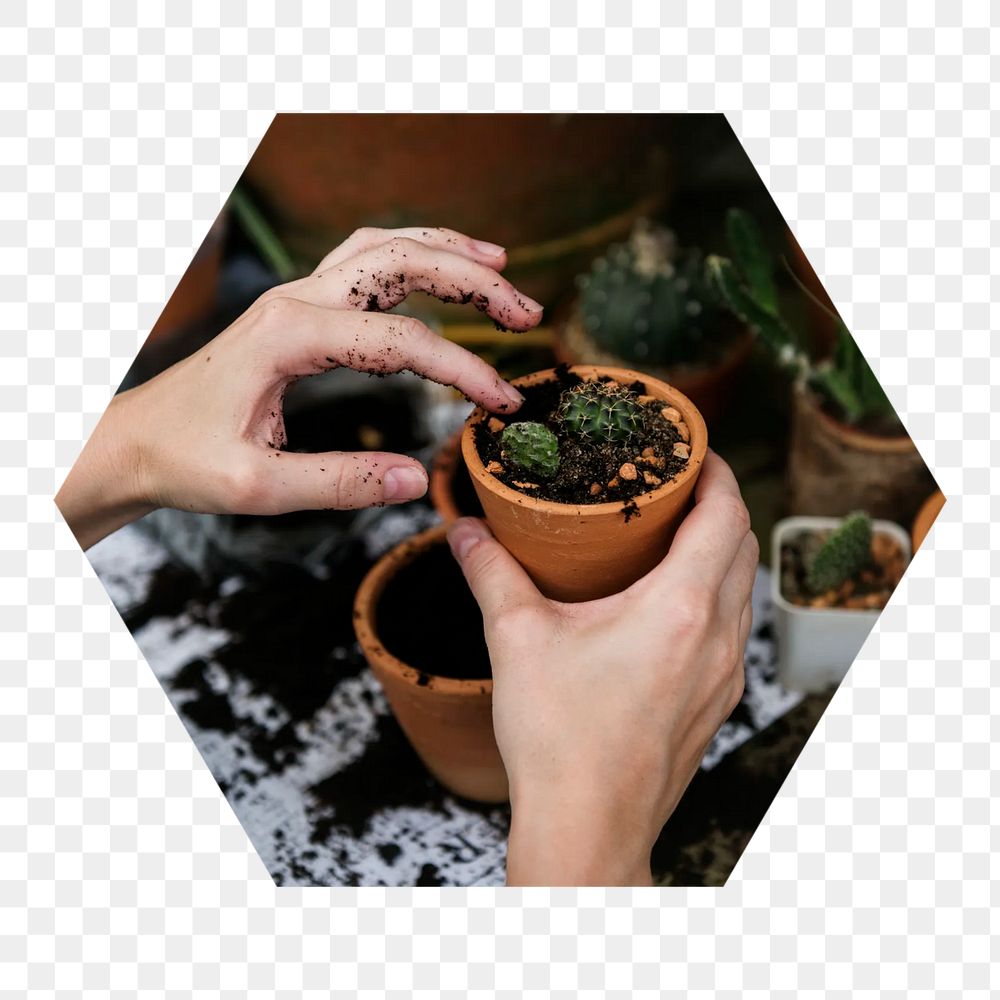Planting cactus  png hexagonal sticker, transparent background