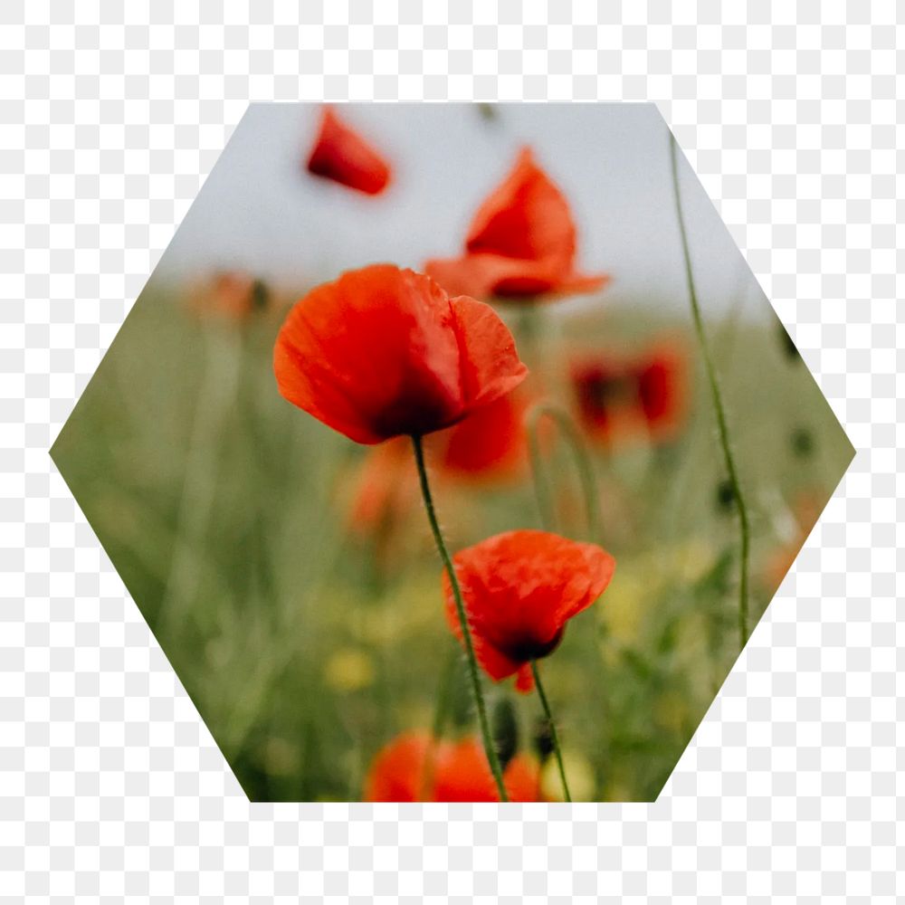 Poppy flowers png hexagonal sticker, transparent background